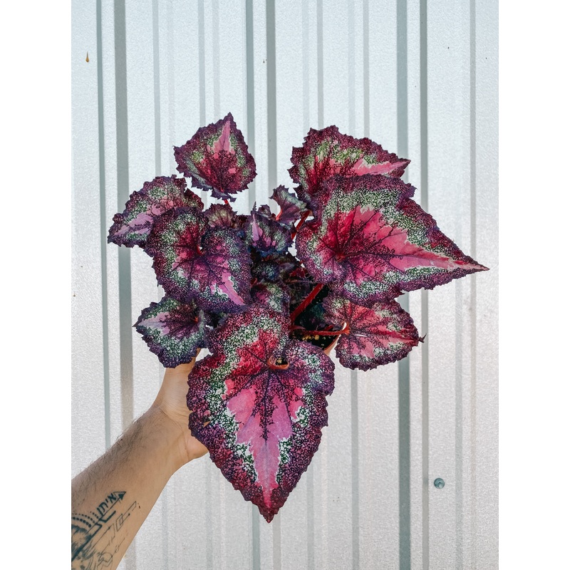6 Begonia ‘Harmony’s Love Potion’