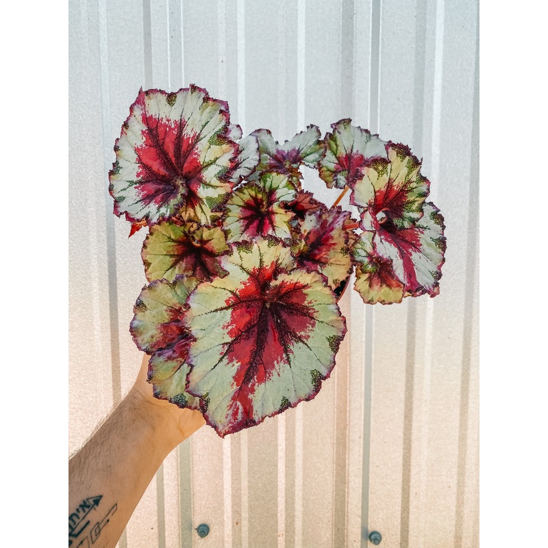 6 Begonia ‘Harmony’s Peppermint Twist’