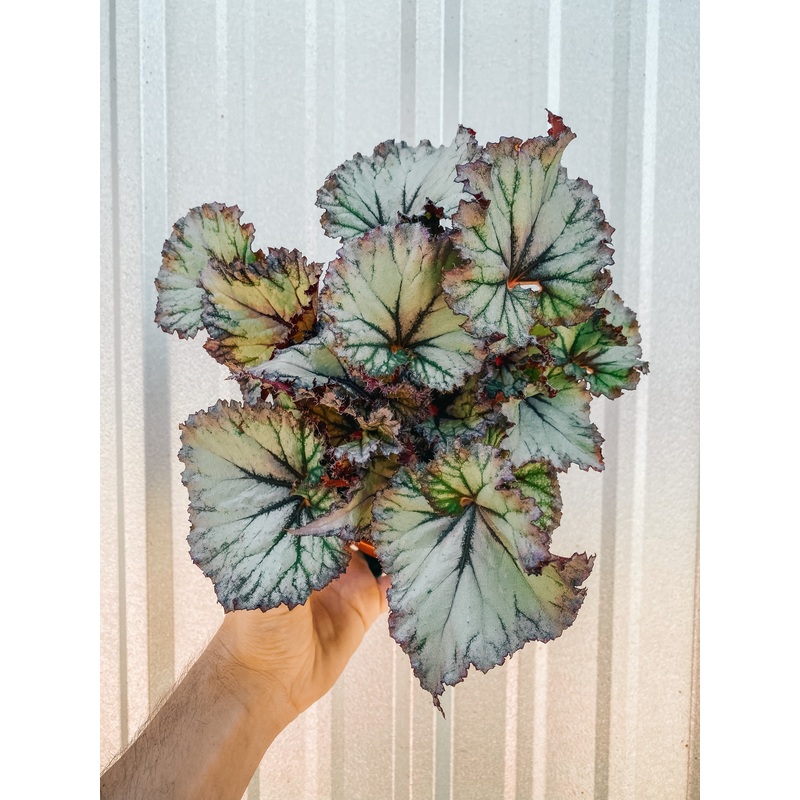 6 Begonia ‘Harmony’s Pink Enchantment’