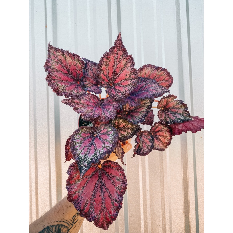 6 Begonia ‘Harmony’s Stained Glass’