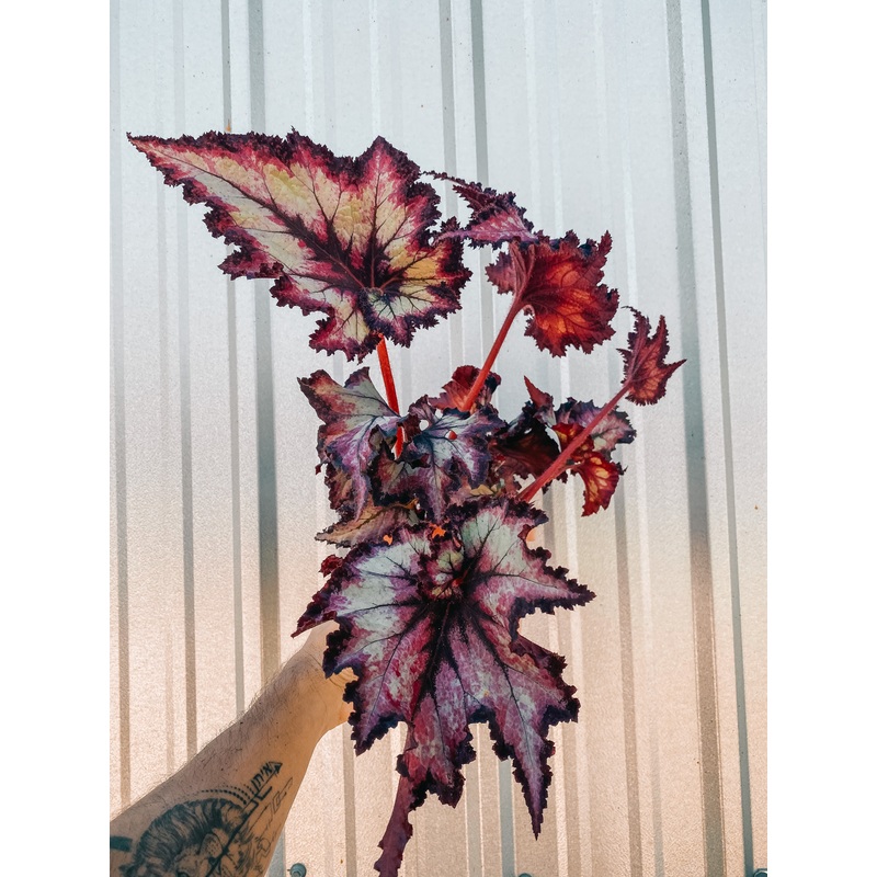 6 Begonia ‘Harmony’s Witchy Woman’