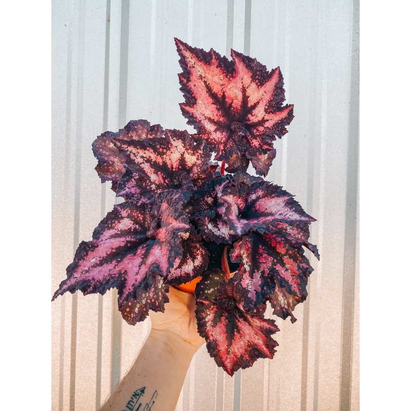 6 Begonia ‘Harmonys Cherry Bomb’