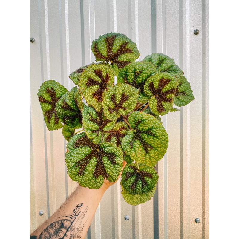 6 Begonia ‘Iron Cross’