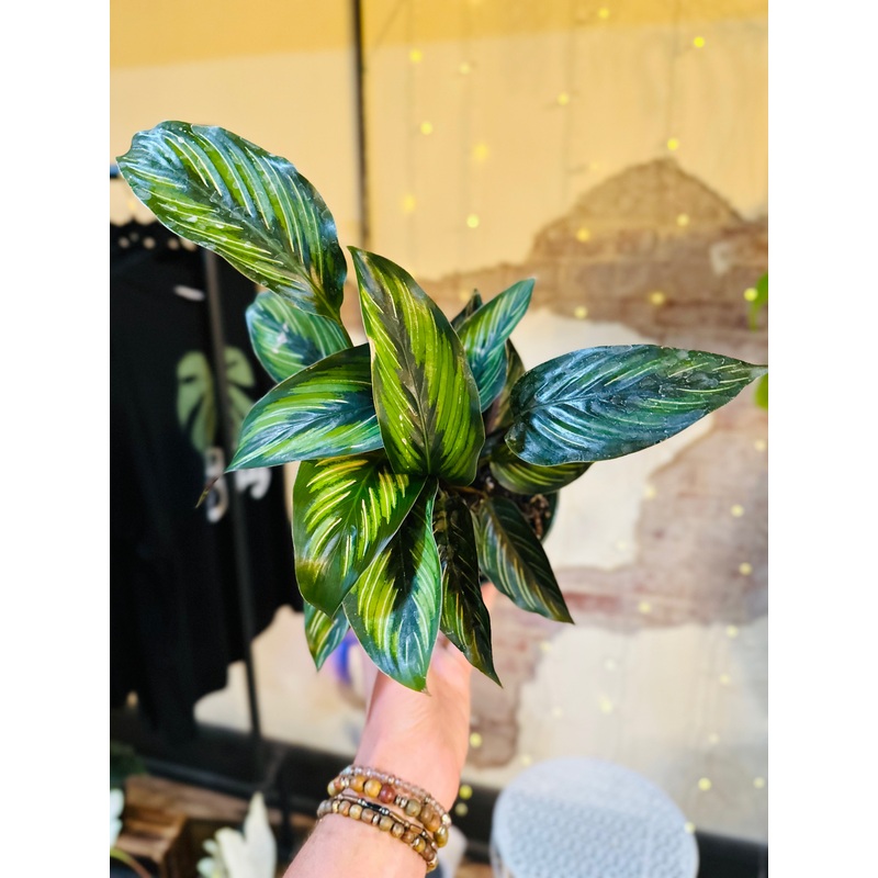 6 Calathea Beauty Star