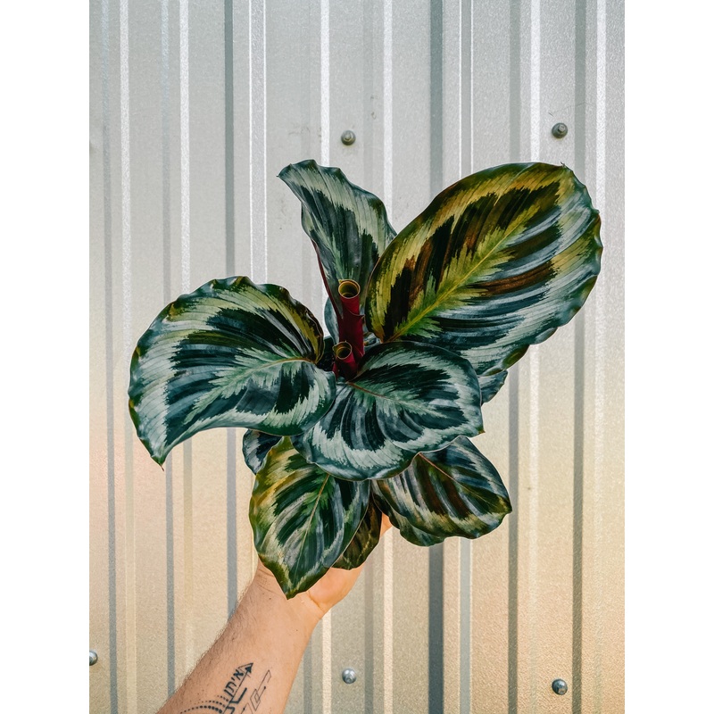 6 Calathea ‘Marion’