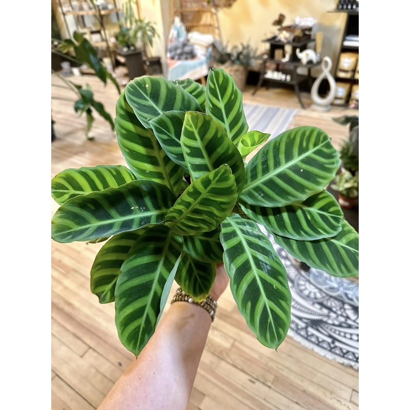 6 Calathea Zebrina