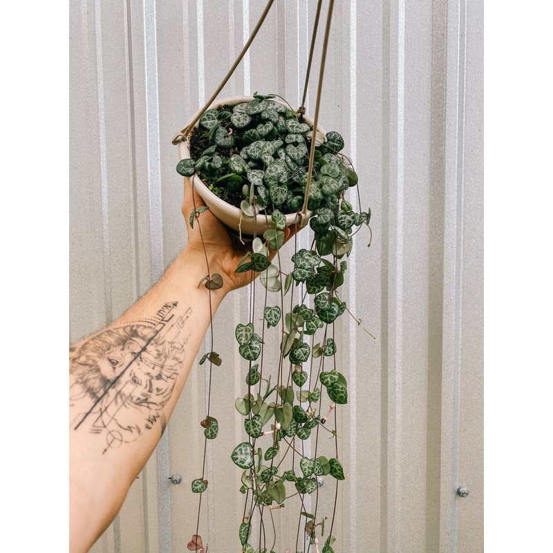 6 Ceropegia Woodii ‘String of Hearts’ (Hanging Basket)
