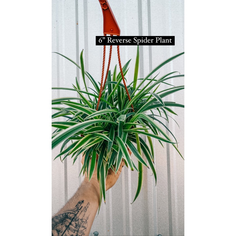 6 Chlorophytum Comosum ‘Reverse Variegated Spider Plant’