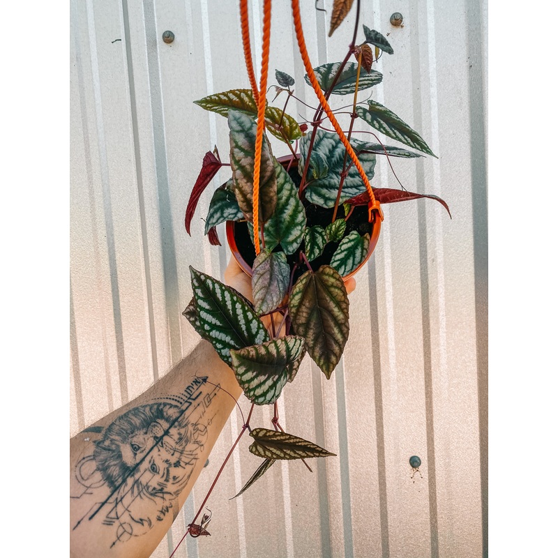 6 Cissus Discolor (Hanging Basket)