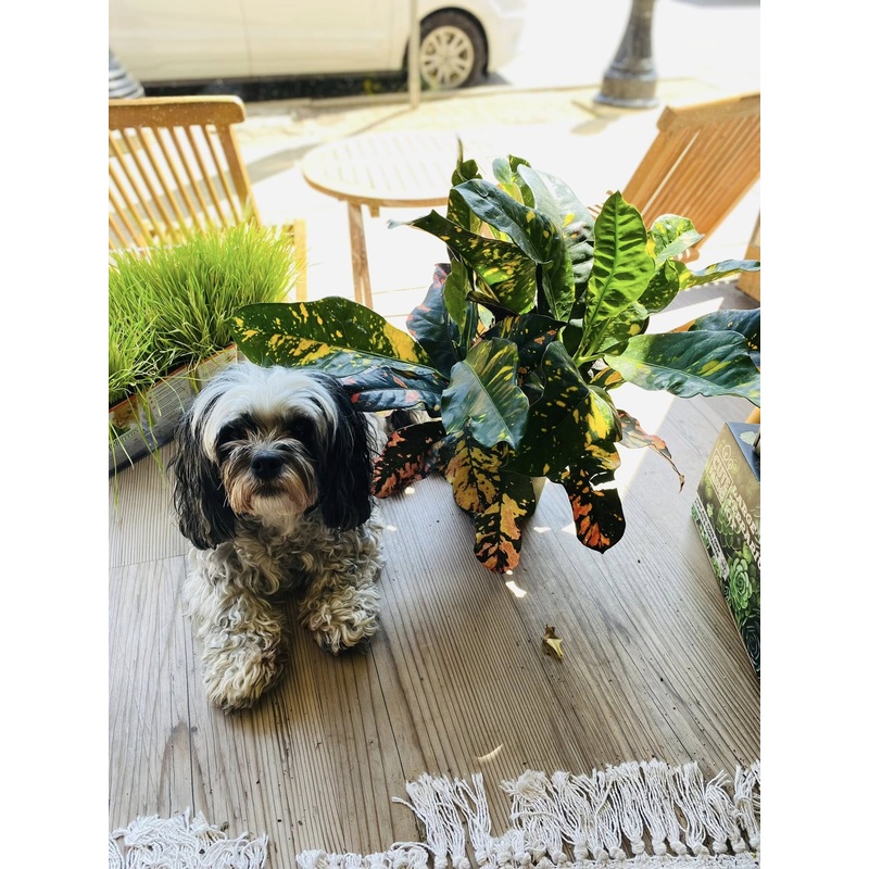 6 Croton Magnificent