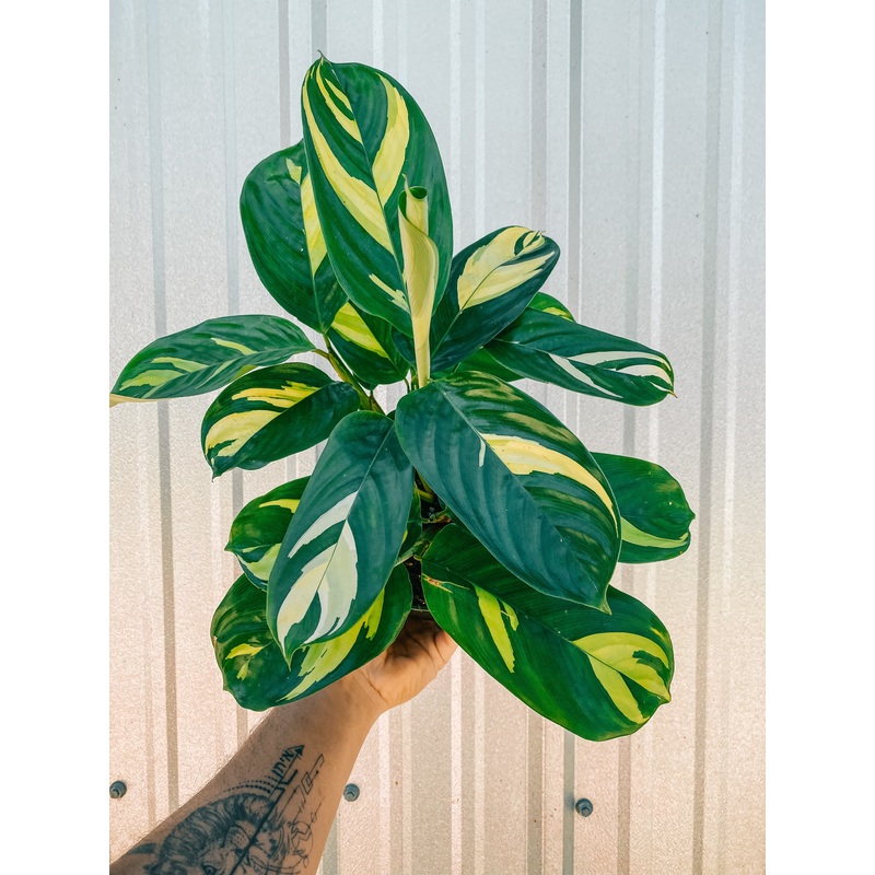 6 Ctenanthe lubbersiana ‘Golden Mosaic’