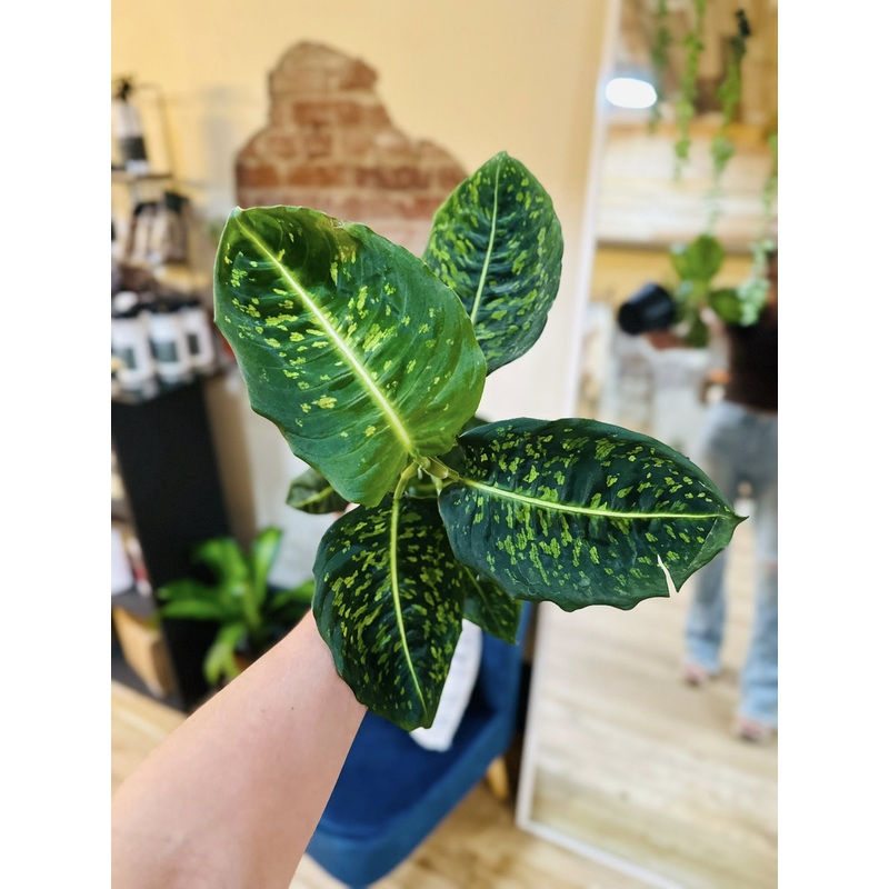 6 Dieffenbachia Reflector