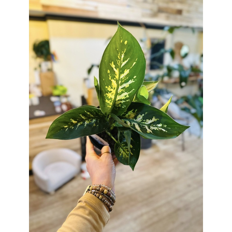 6 Dieffenbachia Tropic Snow