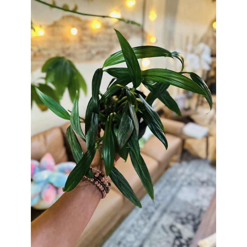 6 Epipremnum Amplissimum