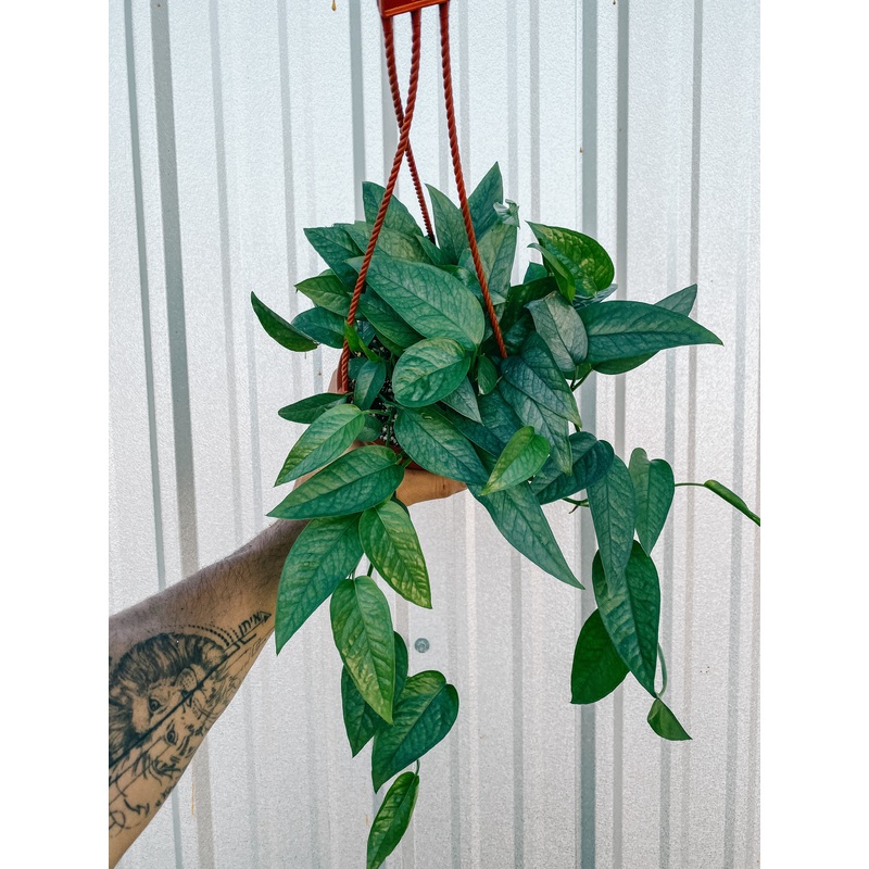 6 Epipremnum ‘Cebu Blue’ (Hanging Basket)