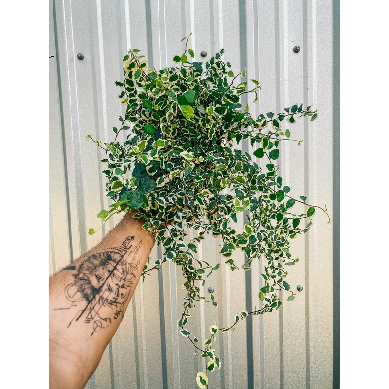 6 Ficus Repens Variegated