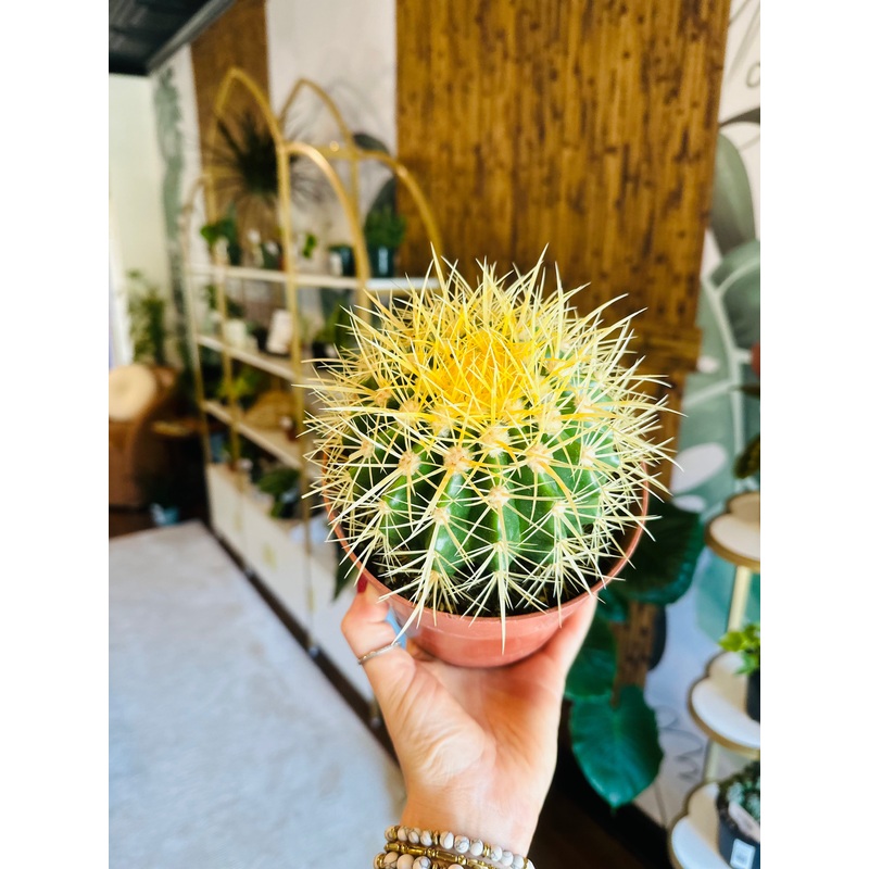 6 Golden Barrel Cactus