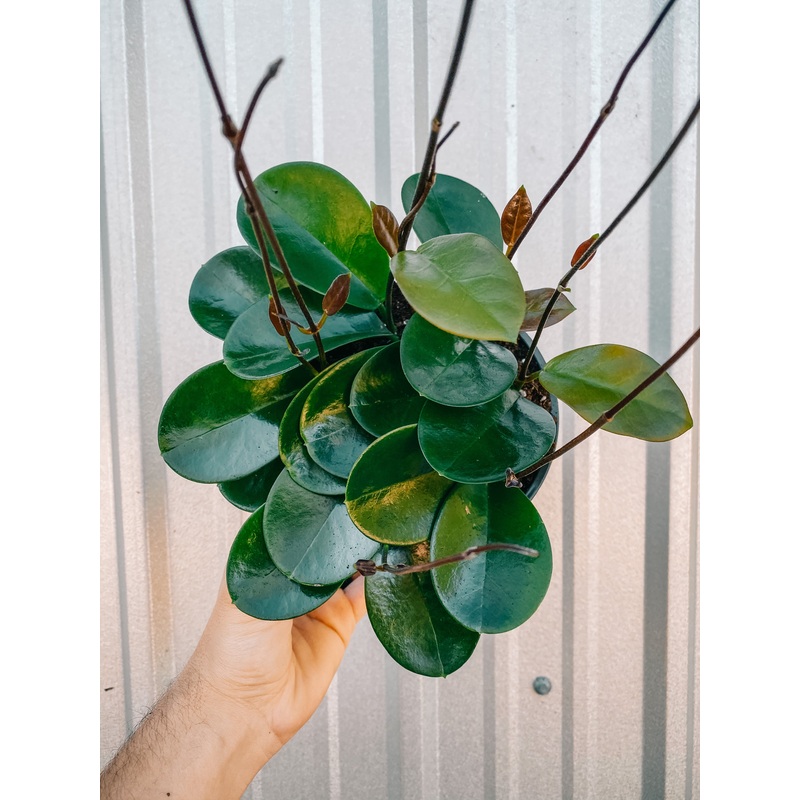 6 Hoya ‘Australis’