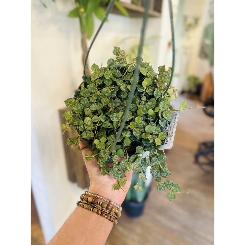 6 Hoya Curtisii Basket
