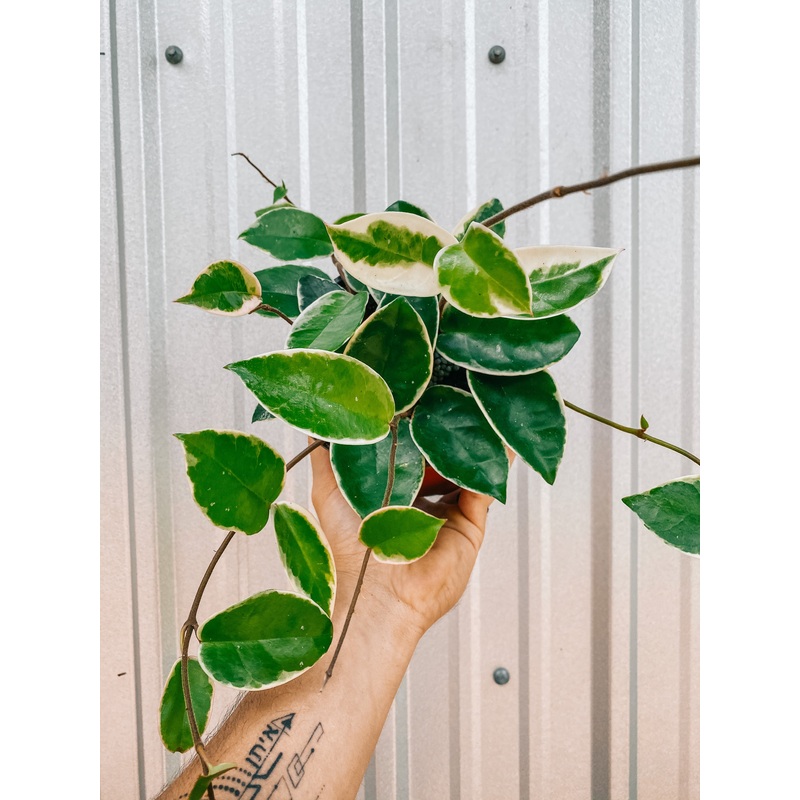 6 Hoya ‘Krimson Queen’
