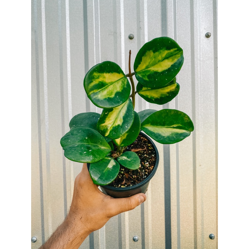 6 Hoya ‘Obovata’ Variegated