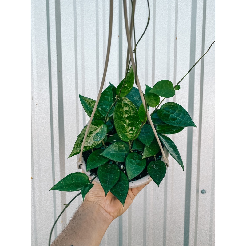 6 Hoya ‘Parasitica Black Margin’ (Hanging Basket)