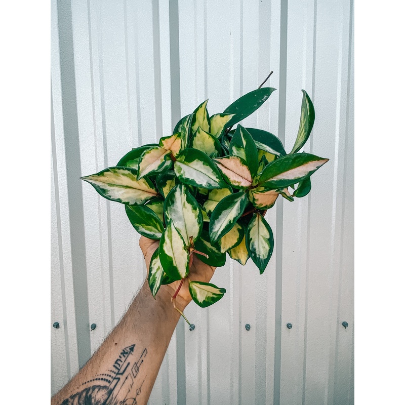 6 Hoya ‘Tricolor’ (Hoya ‘Krimson Princess’)