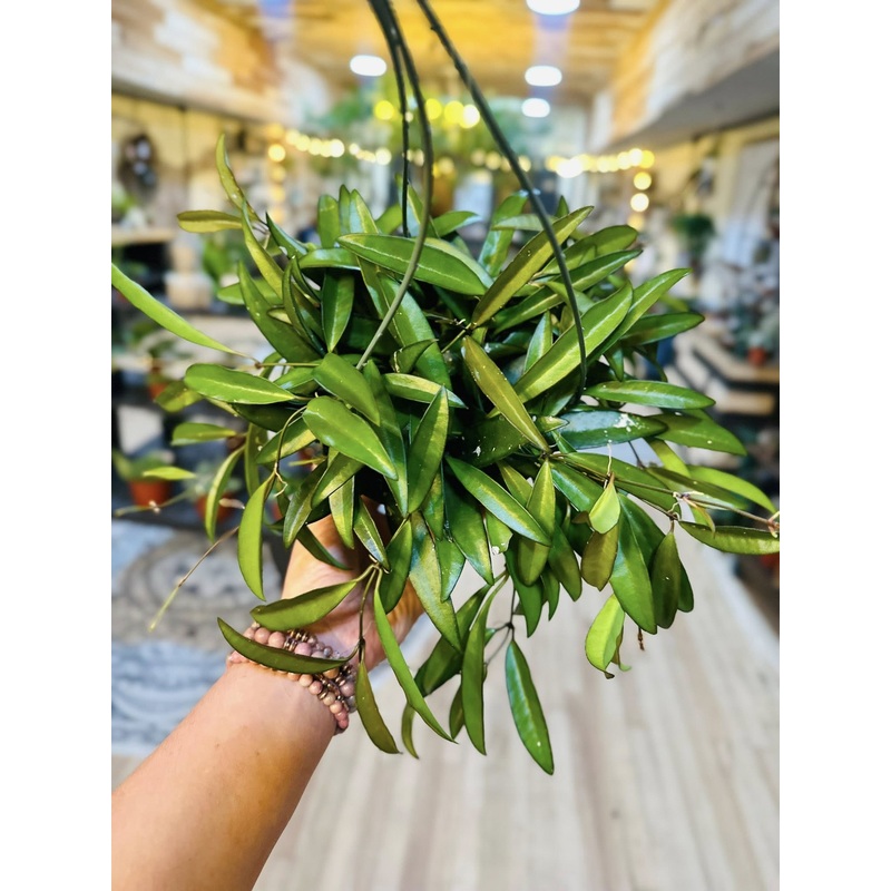 6 Hoya Wayetti Basket