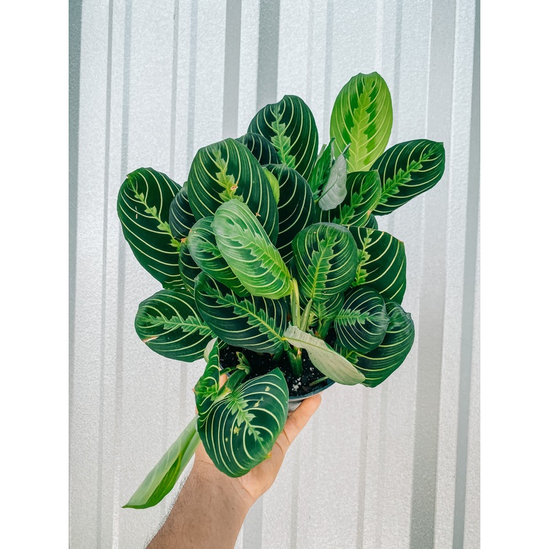 6 Maranta Leuconeura Lemon Lime ‘Prayer Plant’