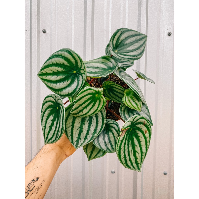6 Peperomia Argyreia ‘Watermelon’