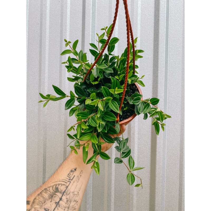 6 Peperomia ‘Diamond’