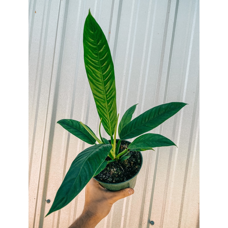 6 Philodendron ‘Campii Lynette’