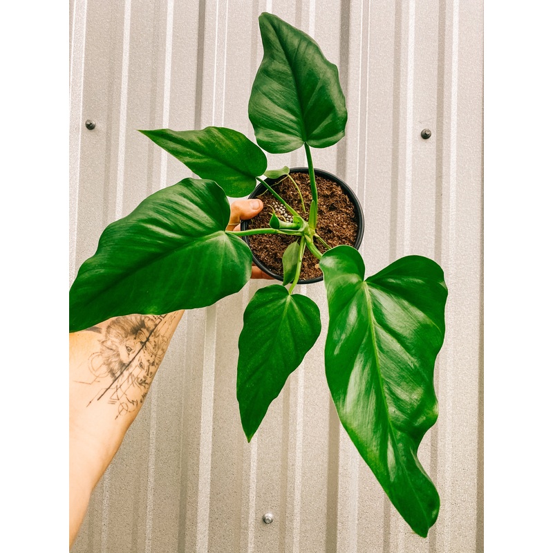 6 Philodendron ‘Giganteum’
