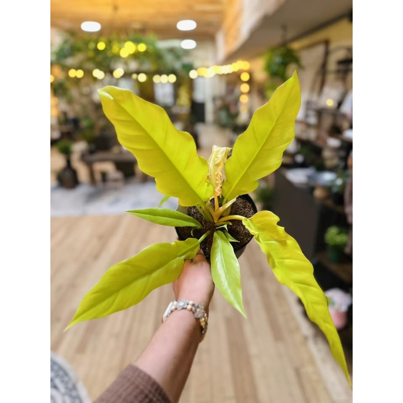 6 Philodendron ‘Golden Crocodile’
