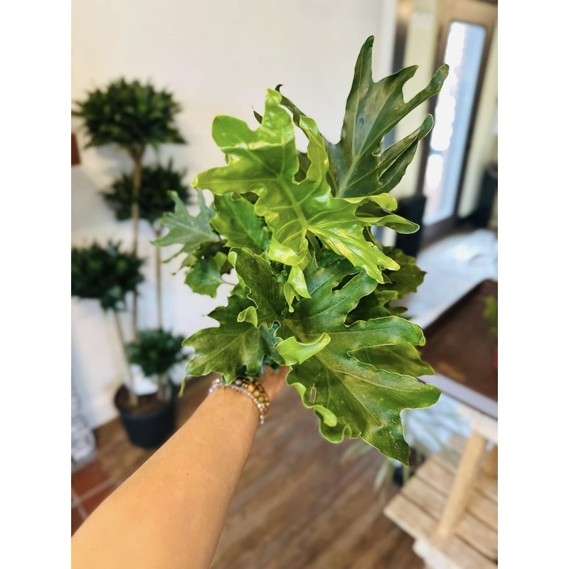 6 Philodendron Lickety Split