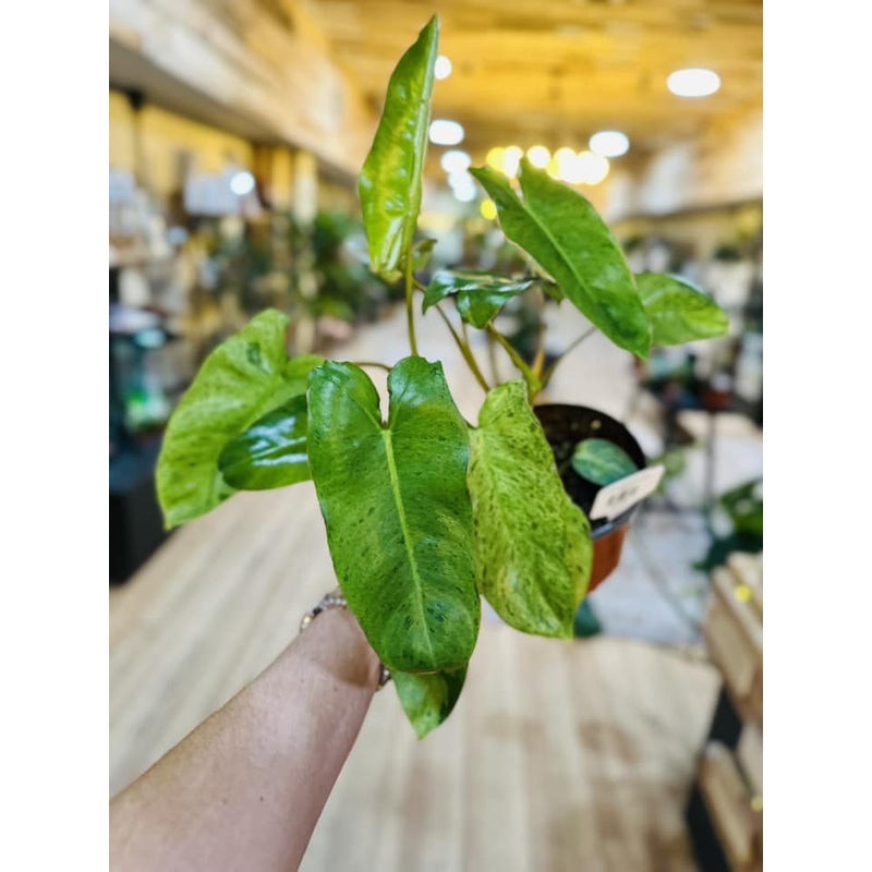 6 Philodendron Paraiso Verde
