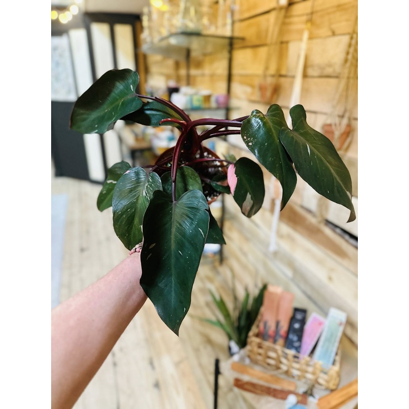 6 Philodendron Pink Princess