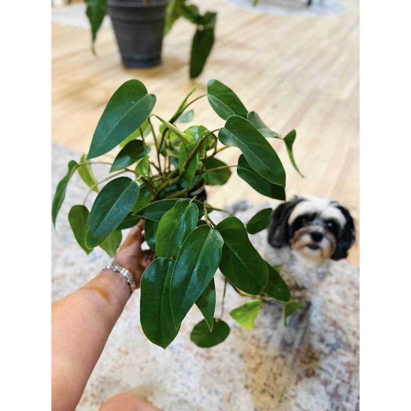 6 Philodendron Red Emerald