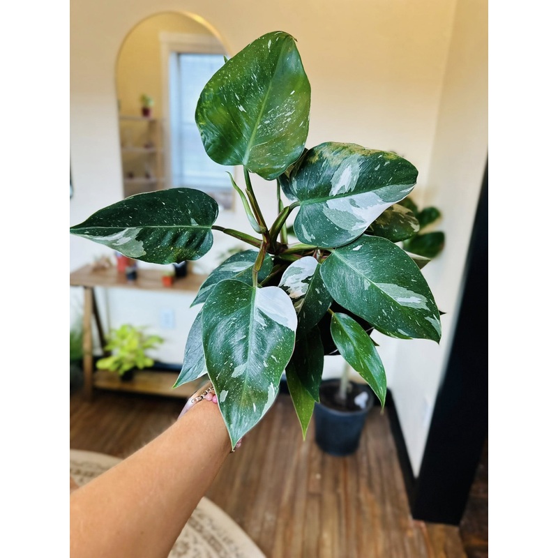 6 Philodendron White Princess