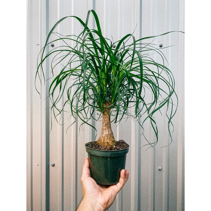 6 Ponytail Palm