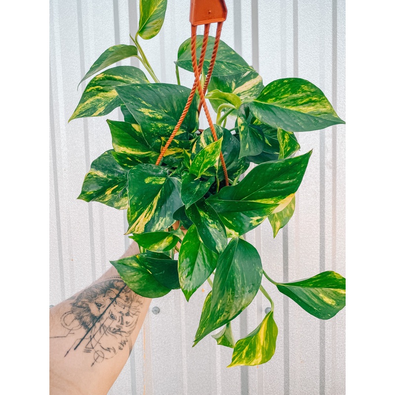 6 Pothos ‘Golden Hi Color’ (Hanging Basket)