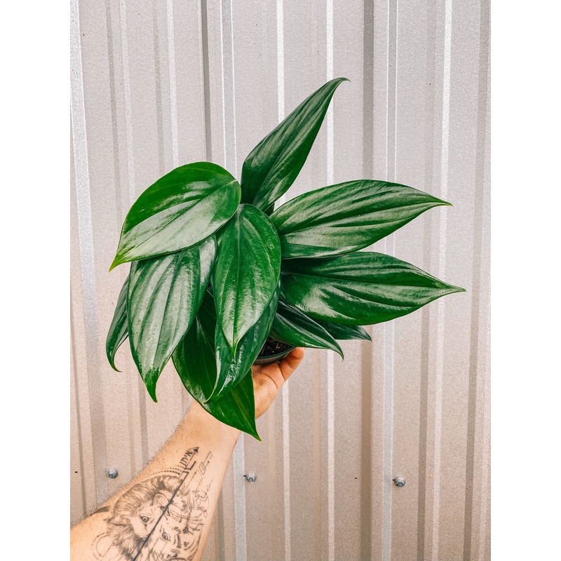 6 Rhaphidophora ‘Decursiva’