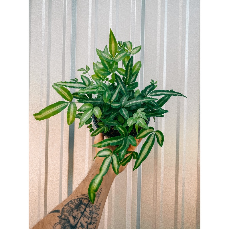 6 Ribbon Fern