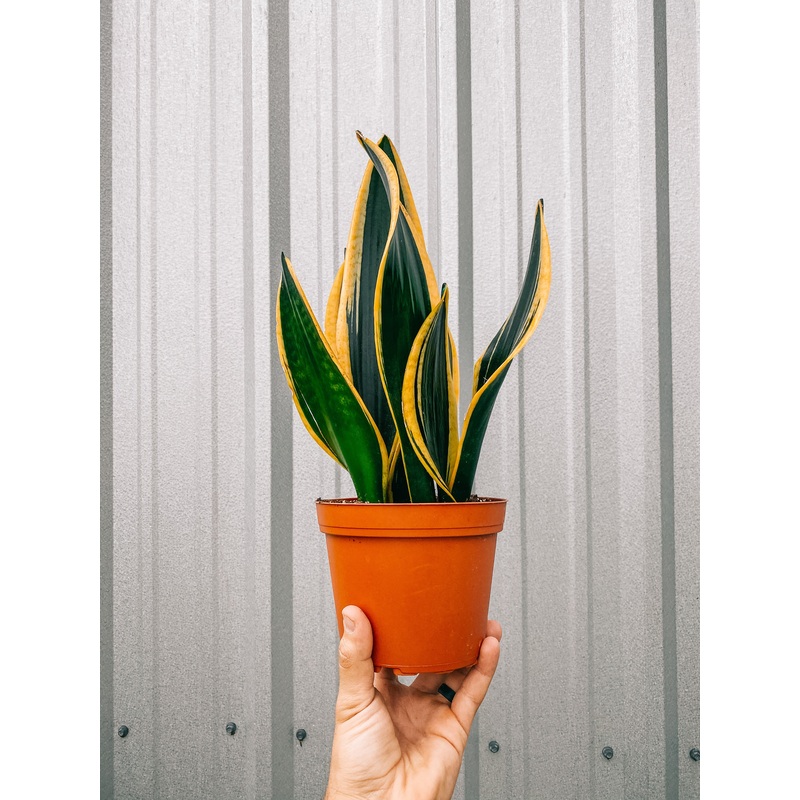 6 Sansevieria ‘Black Gold’