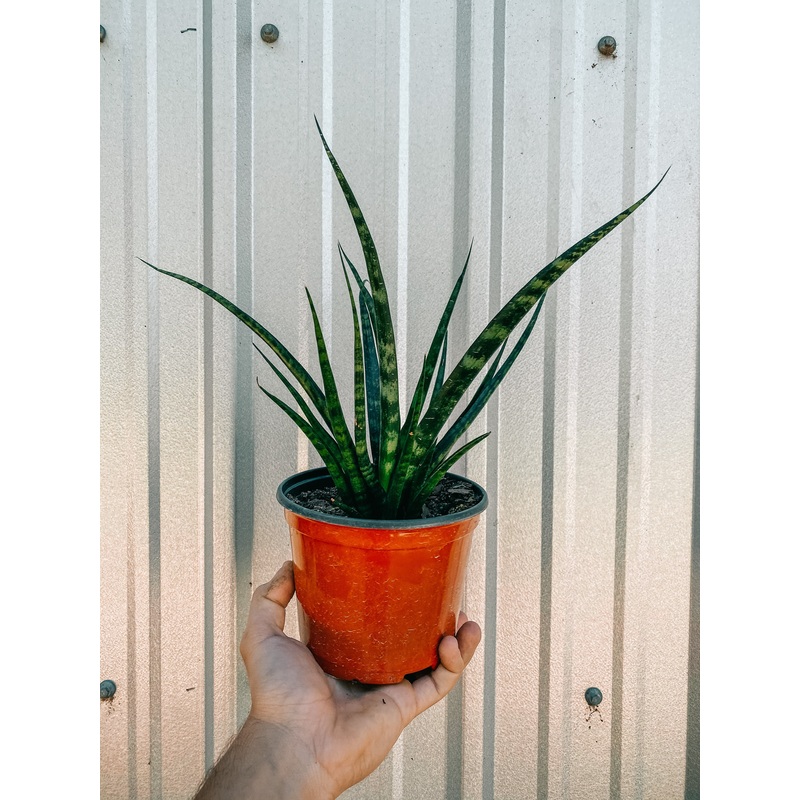 6 Sansevieria ‘Fernwood’