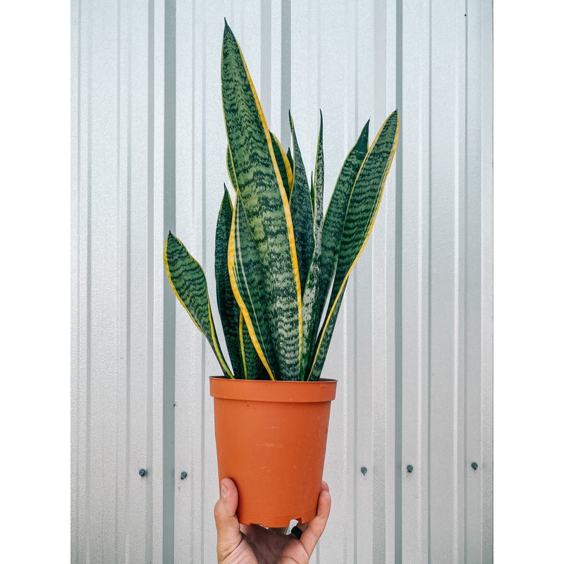 6 Sansevieria ‘Laurentii’