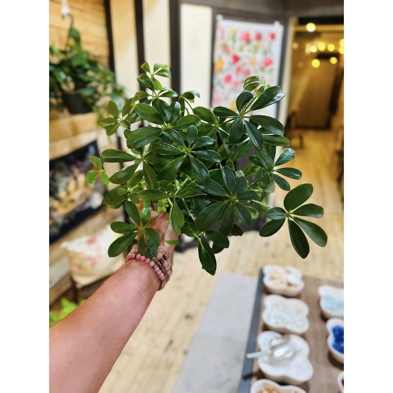 6 Schefflera Arboricola