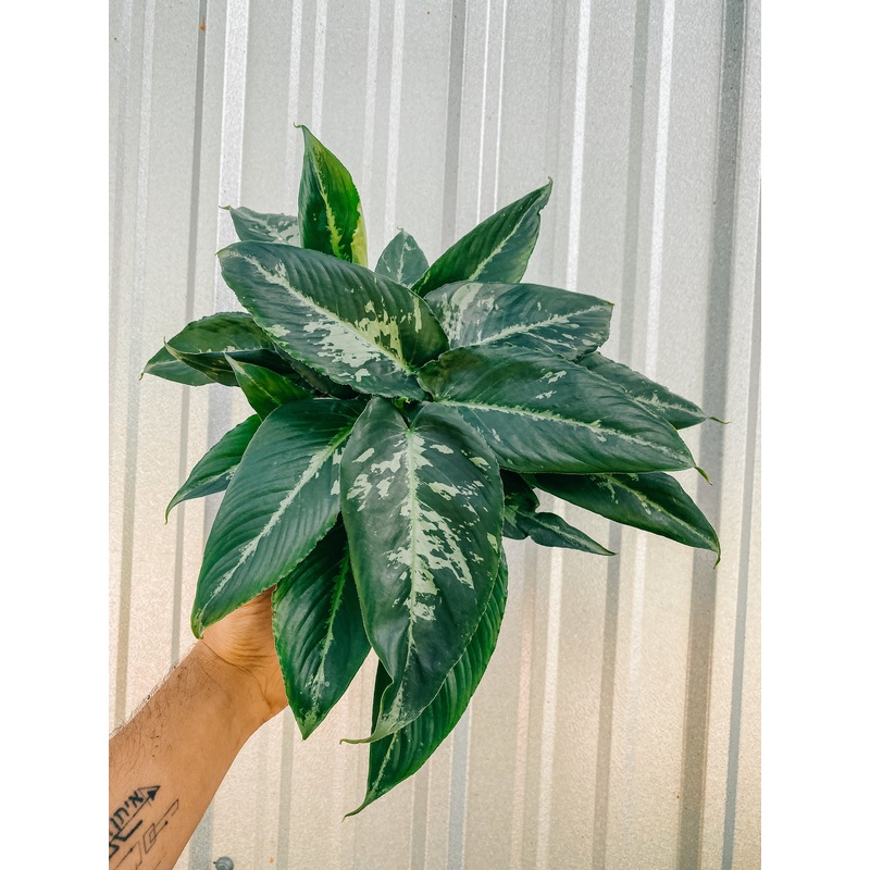 6 Schismatoglottis ‘Wallichii’ sp.