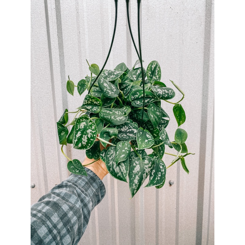 6 Scindapsus ‘Pictus Argyraeus’ (Hanging Basket)