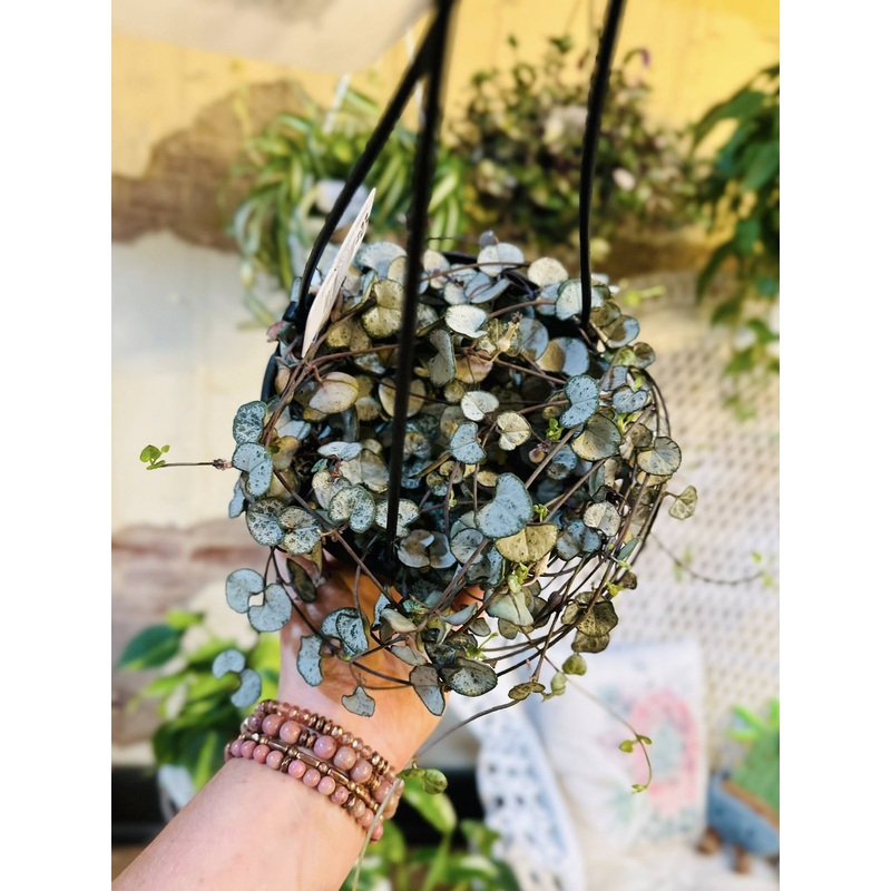 6 String of Hearts Basket